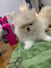 Puppies for sale pomeranian spitz - Finland, Helsinki