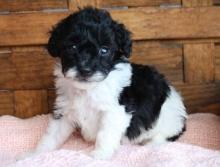 Puppies for sale poodle - Canada, Ontario