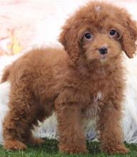 Puppies for sale toy-poodle - Azerbaijan, Sumgait