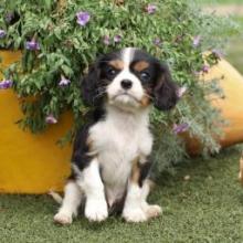 Puppies for sale king charles spaniel - Canada, Manitoba