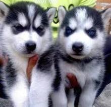 Puppies for sale haski - Turkmenistan, Dashoguz