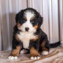 Puppies for sale bernese mountain dog - Canada, Manitoba