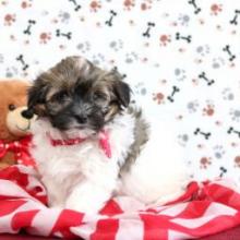 Puppies for sale havanese - Canada, Nova Scotia