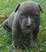 Puppies for sale american staffordshire terrier - Canada, Alberta, Calgary