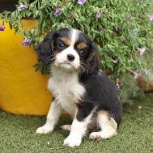 Puppies for sale king charles spaniel - Canada, Saskatchewan, Saskatoon