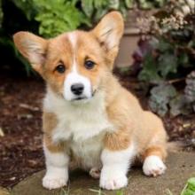 Puppies for sale , welsh corgi, pembroke - Canada, British Columbia