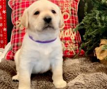 Puppies for sale labrador retriever - Netherlands, Amsterdam