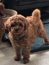 Puppies for sale poodle - Georgia, Poti