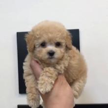 Puppies for sale , poodle puppies - Russia, St. Petersburg