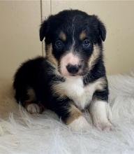 Puppies for sale border collie - Greece, Heraklion