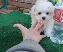 Puppies for sale maltese - Canada, Manitoba