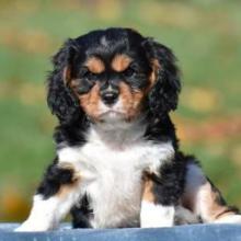 Puppies for sale king charles spaniel - Ireland, GALWAY