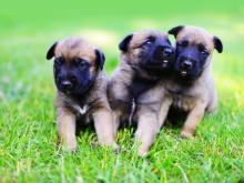 Puppies for sale , belgian shepherd - Lithuania, Jonishkis