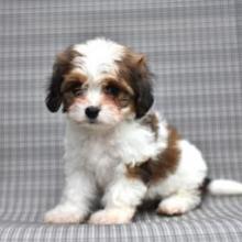 Puppies for sale , poodle mix - United Kingdom, Middlesbrough