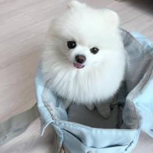 Puppies for sale pomeranian spitz - Ireland, Dublin