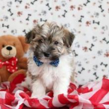 Puppies for sale havanese - Ireland, Ennis