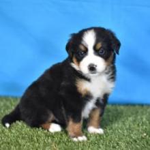 Puppies for sale bernese mountain dog - Spain, Badalona