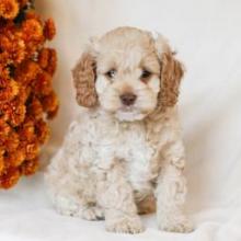 Puppies for sale , cockapoo - Italy, Milan