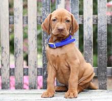 Puppies for sale , vizsla - Italy, Rome