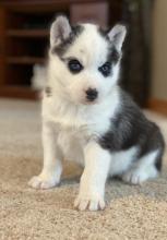 Puppies for sale haski - Bulgaria, Sofia. Price 10 €