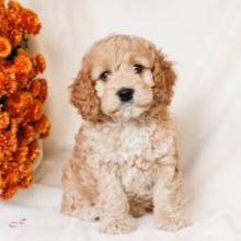 Puppies for sale , cockapoo - Italy, Modena