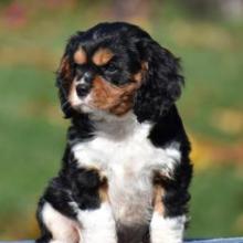 Puppies for sale king charles spaniel - Ireland, Cork