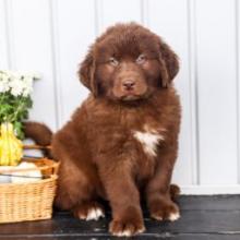 Puppies for sale newfoundland - Russia, Moscow