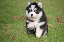 Puppies for sale , pomsky - Netherlands, Amsterdam. Price 11 €