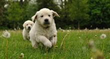 Puppies for sale golden retriever - United Kingdom, Bradford. Price 10 €