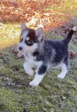 Puppies for sale , pomsky - Ukraine, Khmelnitsky