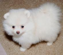 Puppies for sale , pomeranian - Italy, Venice