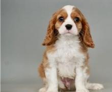 Puppies for sale king charles spaniel - Portugal, Braga