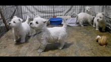 Puppies for sale west highland white terrier - Netherlands, Eindhoven. Price 150 €