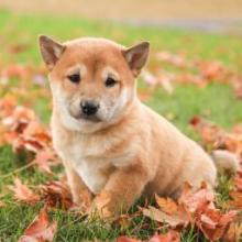 Puppies for sale saluki, shiba inu - Canada, Ontario