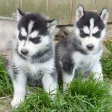 Puppies for sale , husky siberian - United Kingdom, Plymouth