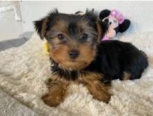 Puppies for sale yorkshire terrier - Estonia, Tallinn