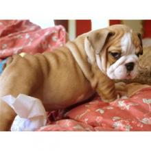 Puppies for sale english bulldog - France, Evreux