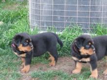 Puppies for sale rottweiler - Latvia, Jekabpils