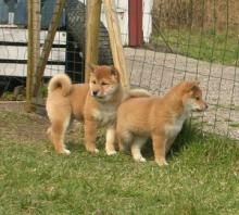 Puppies for sale , shiba inu - Germany, Aachen