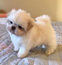 Puppies for sale shih tzu - Canada, Alberta, Edmonton