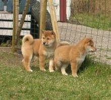 Puppies for sale , shiba inu - Estonia, Kohtla-Jarve