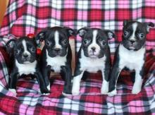 Puppies for sale boston terrier - Sweden, Stockholm