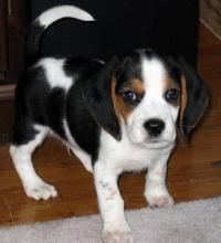 Puppies for sale beagle - Estonia, Sillamyae