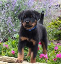 Puppies for sale rottweiler - Denmark, Kopenagen