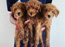 Puppies for sale toy-poodle - Italy, Milan