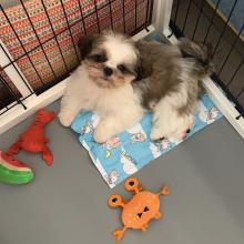 Puppies for sale shih tzu - Poland, Jani