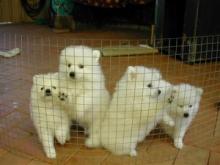 Puppies for sale japanese spitz - Netherlands, Bergen aan Zee