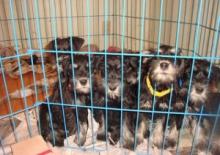 Puppies for sale mittelshnautser, schnuazer - United Kingdom, Stonehaven