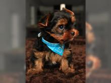 Puppies for sale yorkshire terrier - Hungary, NyГ­regyhГЎza