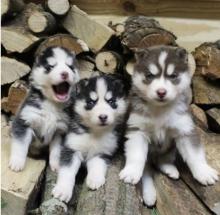 Puppies for sale haski, blue eyes siberian husky puppies - Netherlands, Amsterdam